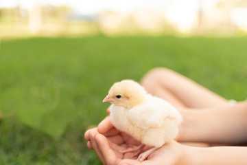 chick in hand