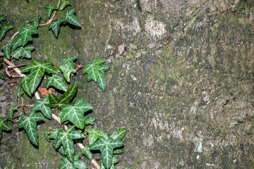 ivy on a tree