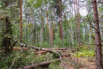 A hurricane in the forest knocked down trees and they fell