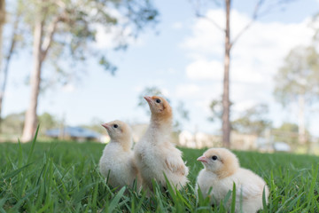 yellow chicks  in the grass