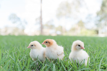 Fototapeta premium yellow chicks in the grass