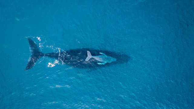 Humpback Whale With Calf