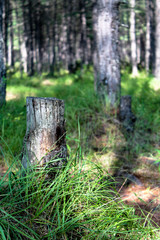 Old tree stump in the bright green forest bathed in sun light. Sawn off tree trunk among high green grass. Stub rooted to the ground. Environmental background or wallpaper