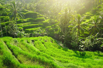 Rice fields in Bali, Indonesia.Tegallalang rice fields in Indonesia