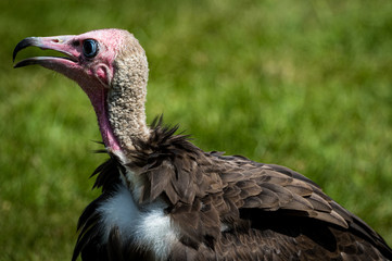 African Hooded Vulture