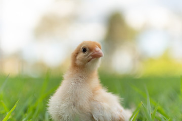 yellow chick in the grass