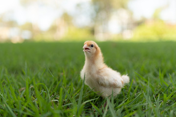 yellow chick in the grass