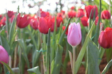 Naklejka premium Pink tulip is surrounded by red tulips, blurred background.