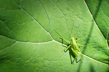 Grasshopper on the burdock leaf