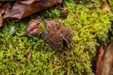 Beech Nuts on Moss in Winter