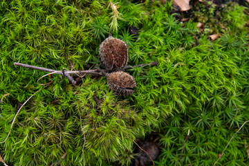 Beech Nuts on Moss in Winter