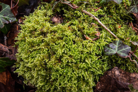 Hypnum Moss Growing in Winter