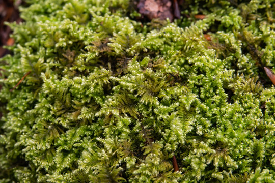 Hypnum Moss Growing in Winter