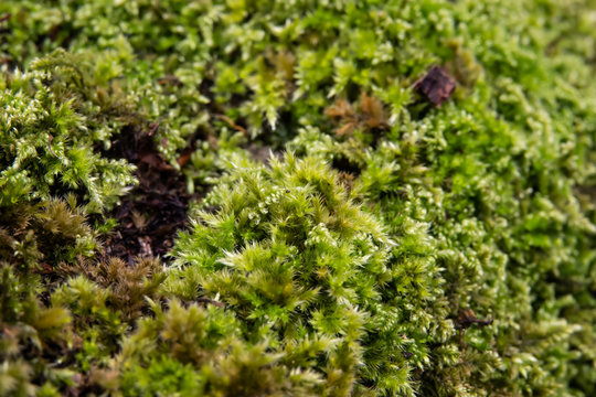 Hypnum Moss Growing in Winter