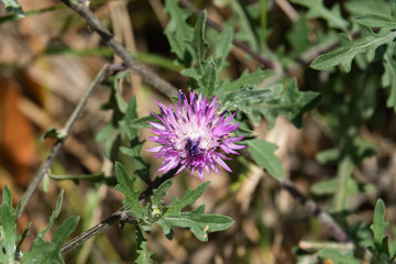 Knapweed Flowers in Bloom in Springtime