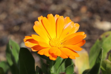 orange flower