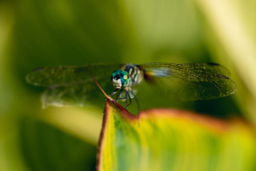 dragonfly on a striped leaf