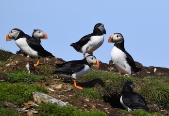 group of Atlantic Puffins in a grassy area on a cliff, Newfoundland Canada