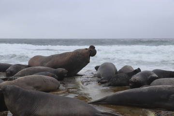elephant seal roar