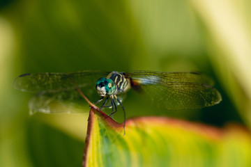dragonfly on a striped leaf