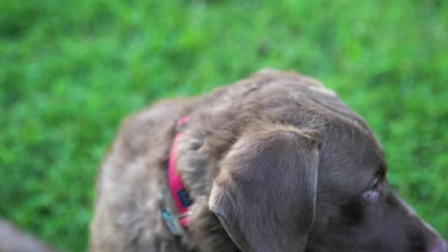 Young Chesapeake bay retriever looking at camera