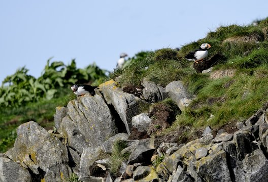 group of Atlantic Puffins in a grassy area on a cliff, Newfoundland Canada