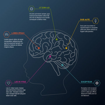 Human brain. Brain zone diagram