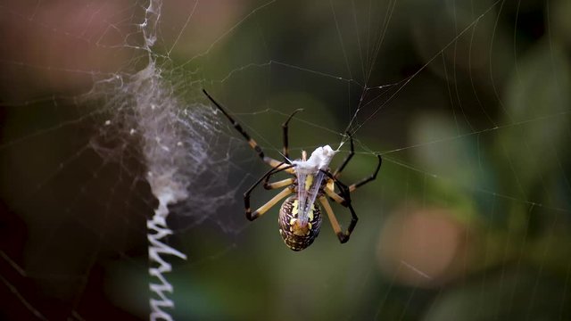 A Golden Orb Weaver spider or garden spider