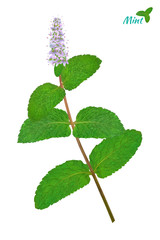 Sprigs of fresh mint in realistic style. Vector