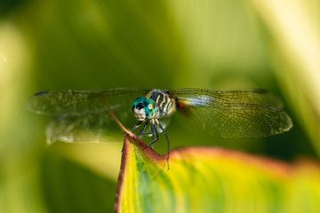 dragonfly on a striped leaf