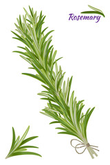 Rosemary twig on a white background.