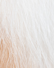 White and red hair of a cat as a background