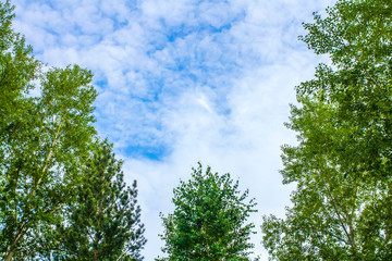 Spring Landscape on a Clear