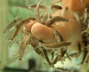 Foot cleaning with fish in the aquarium