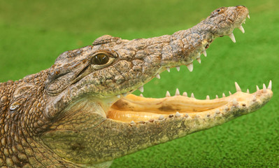Portrait of a crocodile on a green background