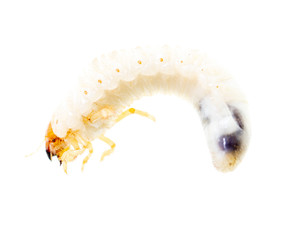 Lelome beetle on a white background