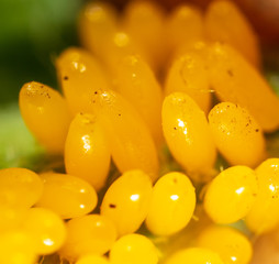 Yellow eggs of the Colorado potato beetle on potato leaves