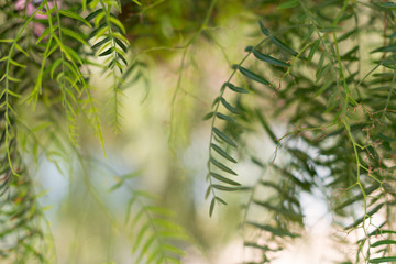 Weeping willow - Salix babylonica