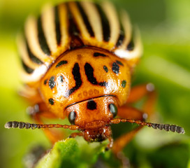 Adult Colorado potato beetle on potato leaves