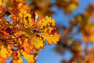 Yellow leaves on the branches of an oak against the blue sky