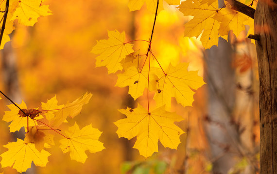 The leaves on the branches of maple