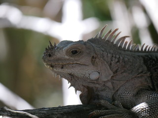 Iguane dans la faune jungle