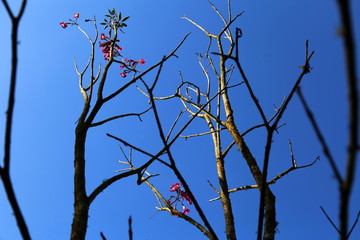 Tree branches with few leaves and flowers photographed against the blue sky.