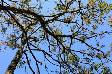 Two trees with their branches and leaves photographed against the blue sky