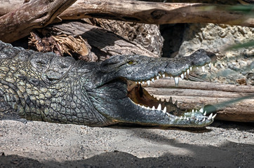 Nile crocodile in the pond. Latin name - Crocodylus niloticus