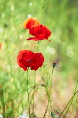 Fototapeta na wymiar blooming red poppy in a field on a spring afternoon in the sunshine