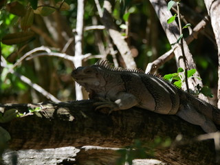 Iguane dans la faune jungle