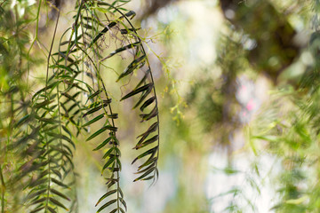 Weeping willow - Salix babylonica