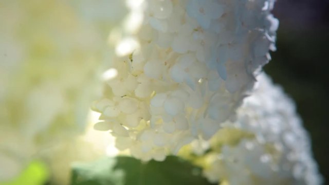 white flower viburnum close up with wind
