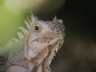 Iguane dans la faune jungle